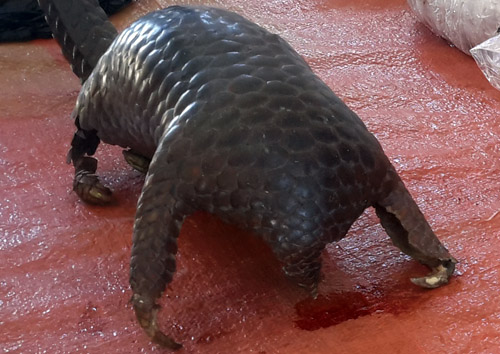 Scorpion and MoEF Bust Pangolin Trade of International Syndicate in Borneo (October 27, 2016)